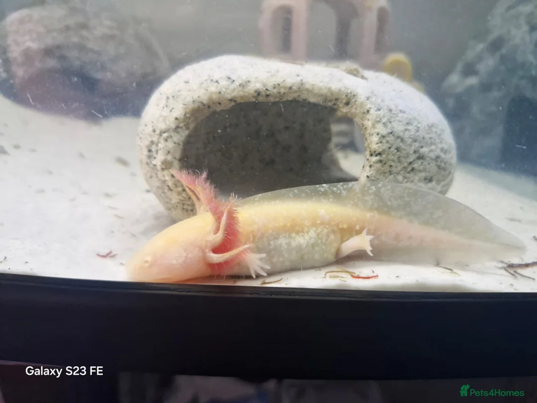 Axolotl reptiles for sale: Beautiful Pink/white axolotl in Chelmsford - Advert 2