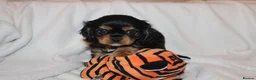 Cavalier King Charles Spaniel dogs for sale: Gorgeous Cavalier King Charles Spaniel puppies - Advert 36