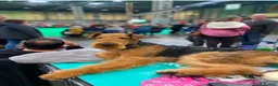 Airedale Terrier dogs for sale: ⭐️Waiting List Open⭐️ - Advert 4