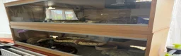 Python Snake reptiles for sale: X2 Ball Pythons in Waterlooville - Advert 8