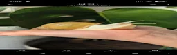 Snails invertebrates for sale: Giant African Land Snails - Jadatzi 2x Adults - Advert 1