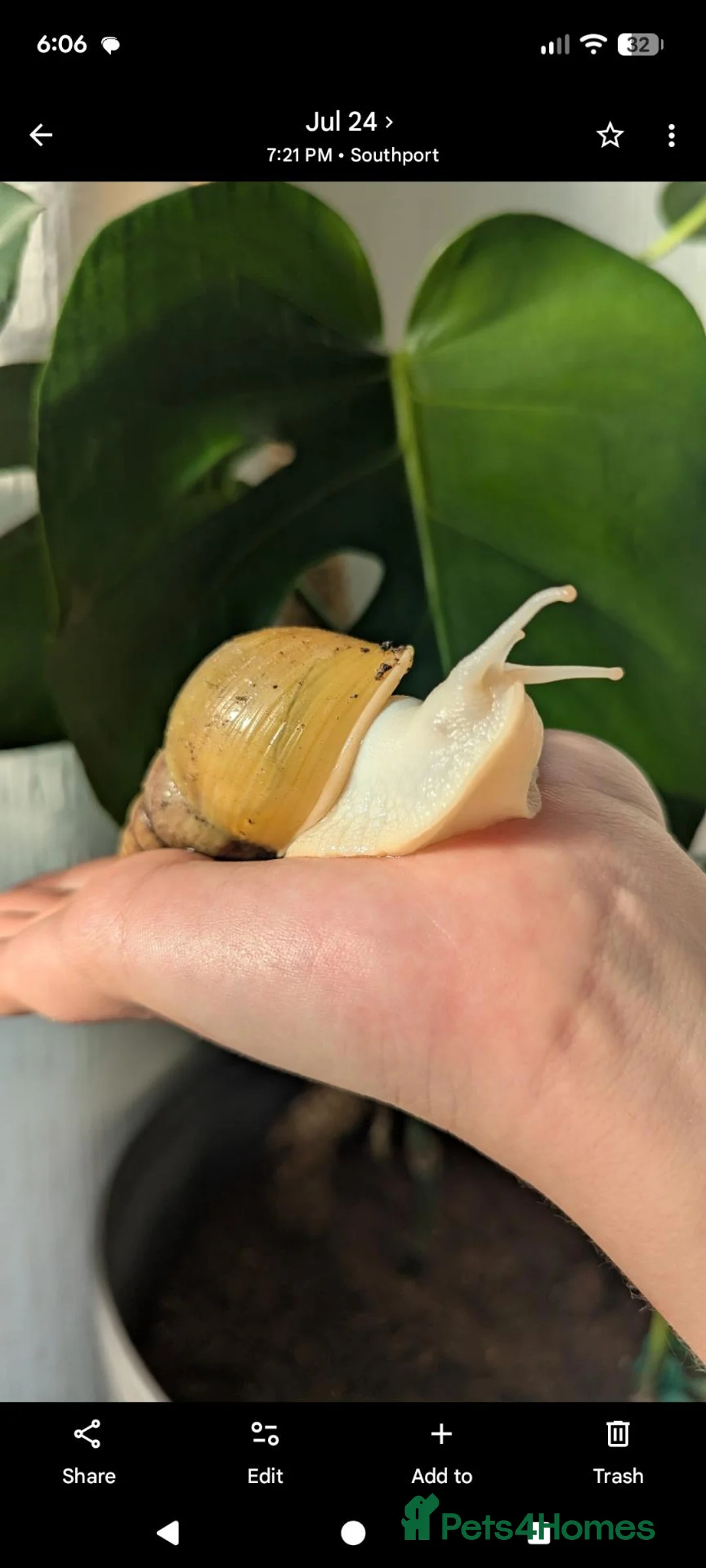 Snails invertebrates for sale: Giant African Land Snails - Jadatzi 2x Adults - Advert 1