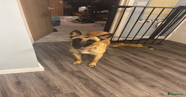 Belgian Shepherd Dog dogs Beautiful Mali  - Advert 2