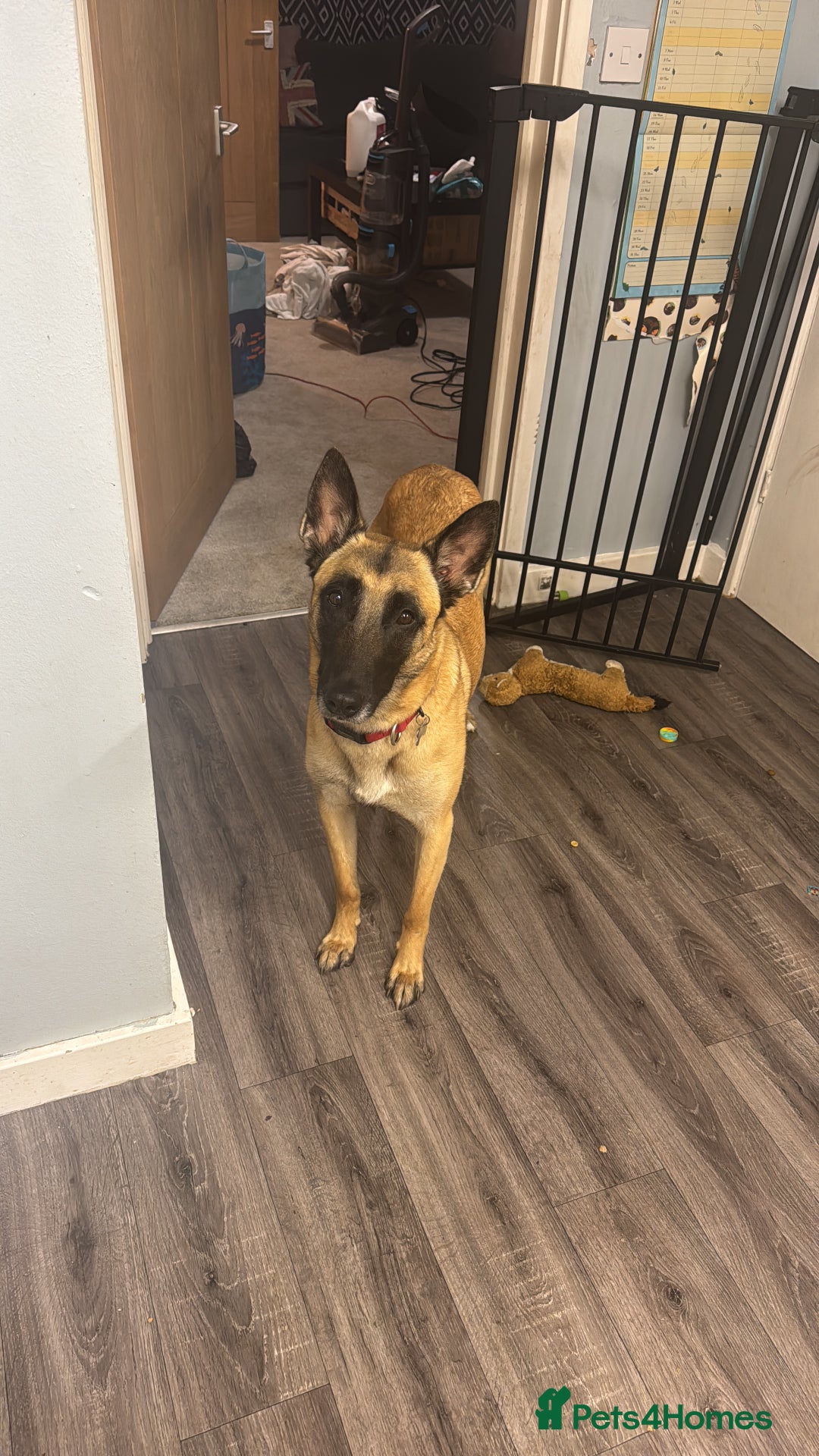 Belgian Shepherd Dog dogs for sale: Beautiful Mali  - Advert 3