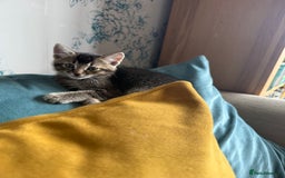 Mixed Breed cats for sale: Fluffy kittens looking for their forever homes  - Image 4