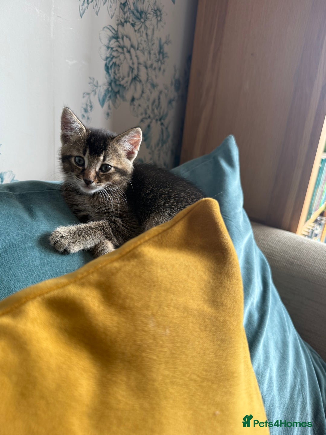 Mixed Breed cats for sale: Fluffy kittens looking for their forever homes  - Image 4