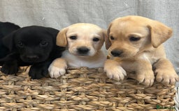 Labrador Retriever dogs for sale: 🐾 Labrador Retriever Puppies for Sale 🐾 - Image 1