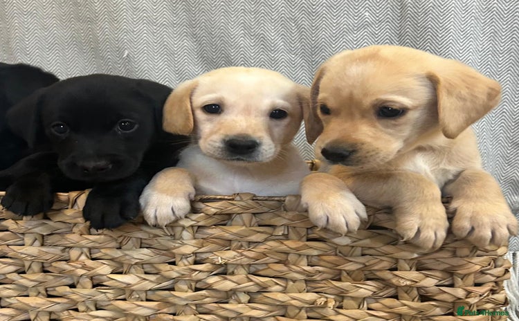 Labrador Retriever dogs - Advert 1