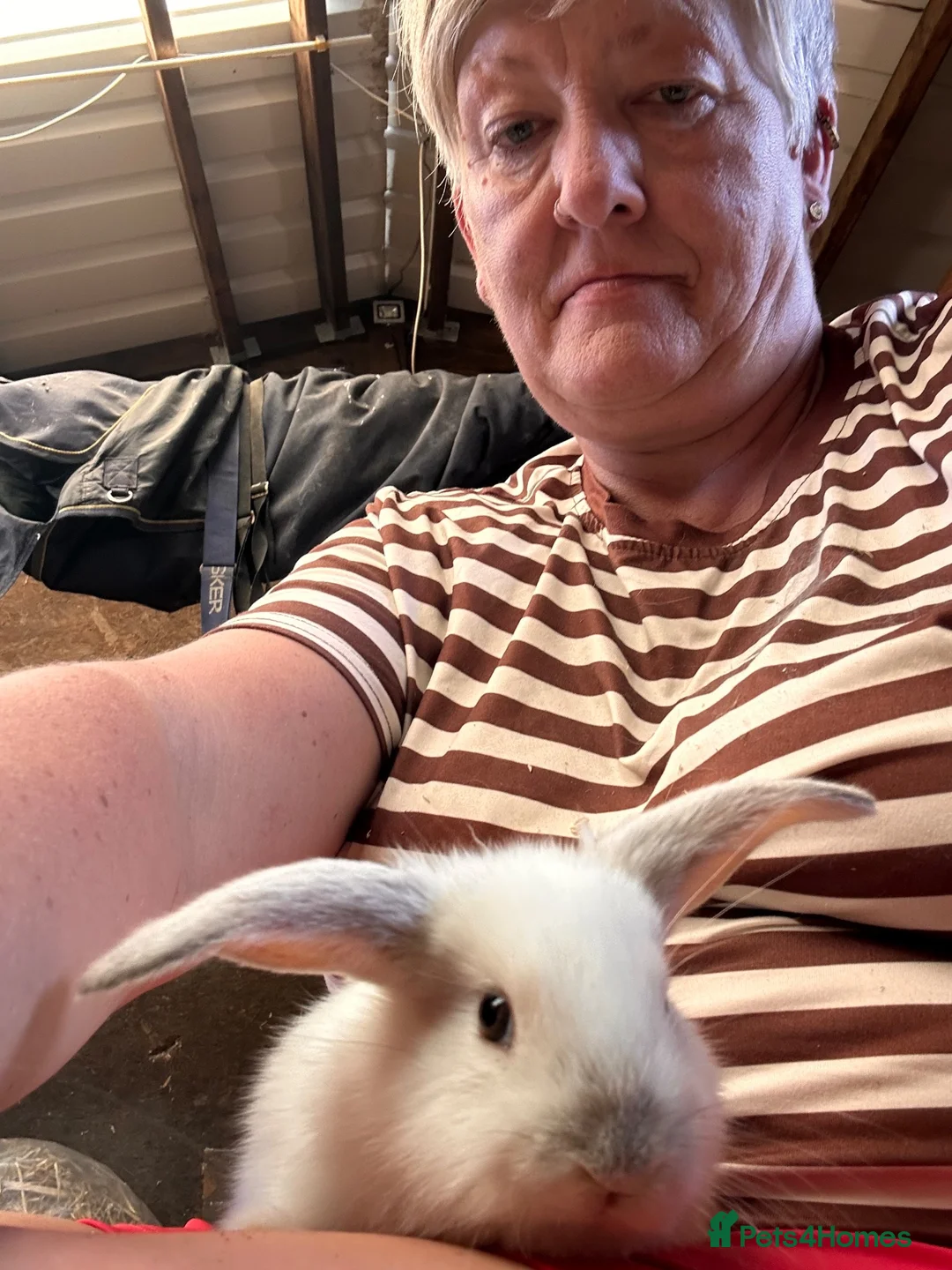 Mixed Breed rabbits for sale: Beautiful Mini Lop x Rex kits  in Newport - Advert 6