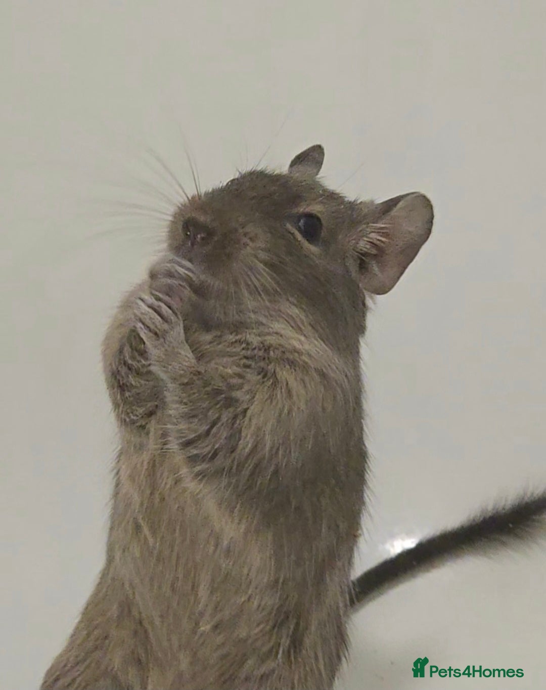 Degus rodents Lone degu. - Advert 1