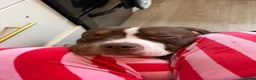 Mixed Breed dogs for sale: Selling my boy - Advert 3