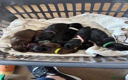 Labrador Retriever dogs for sale: Labrador Puppies for sale  - Image 3