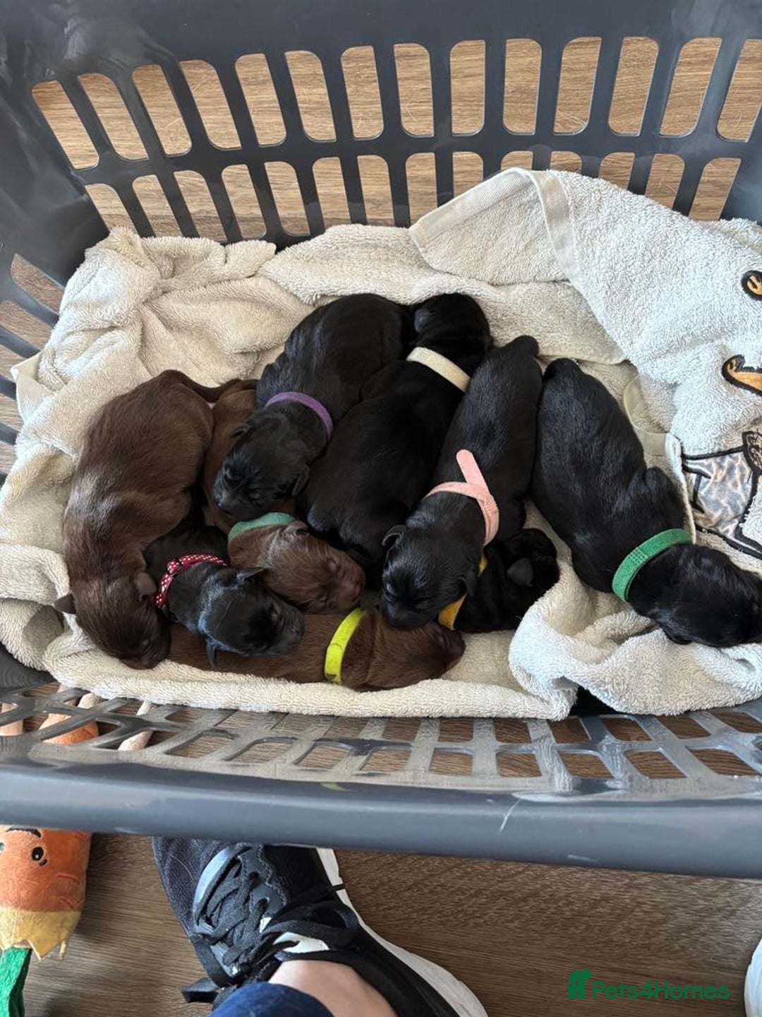 Labrador Retriever dogs for sale: Labrador Puppies for sale  - Image 3
