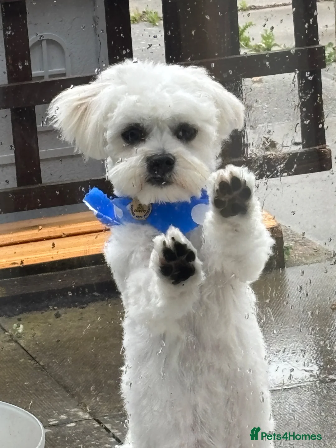Maltese dogs for sale: 7mth old male  - Advert 2