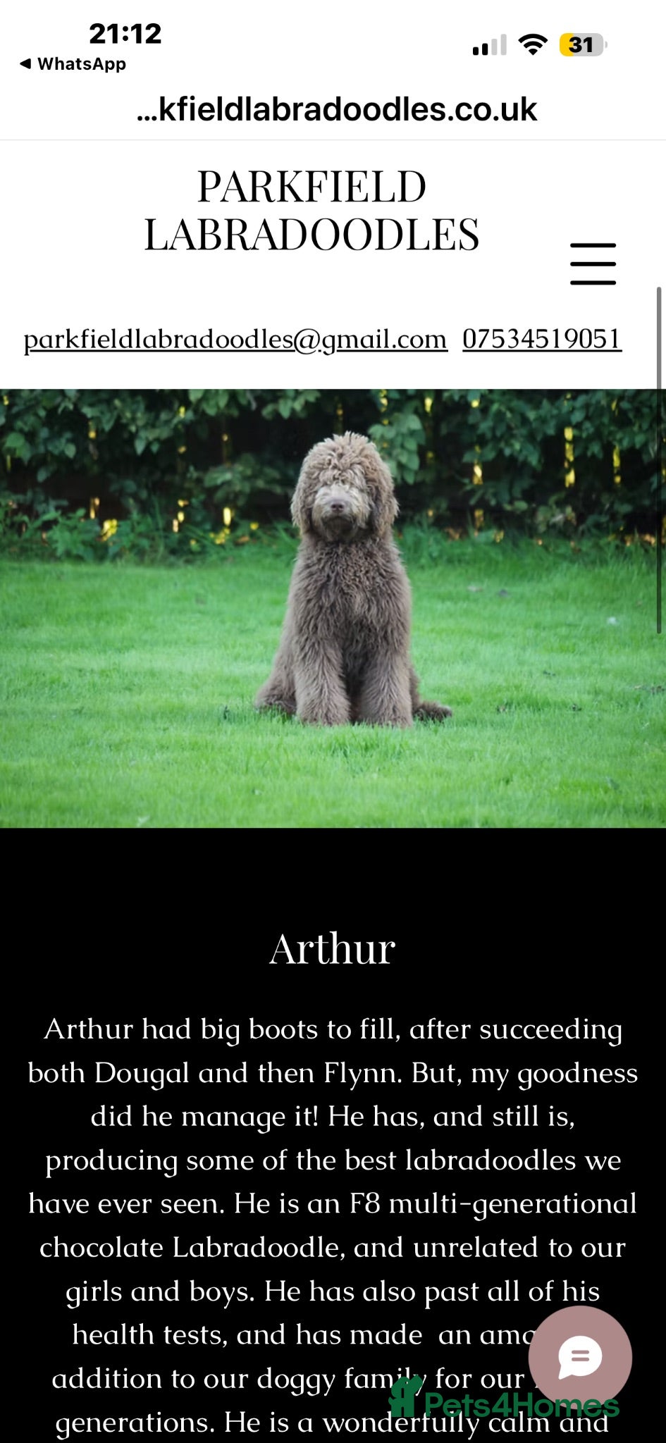 Labradoodle dogs Beautiful Chunky Chocolate Labradoodles - Advert 2
