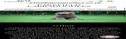 Labradoodle dogs for sale: Beautiful Chunky Chocolate Labradoodles - Advert 2