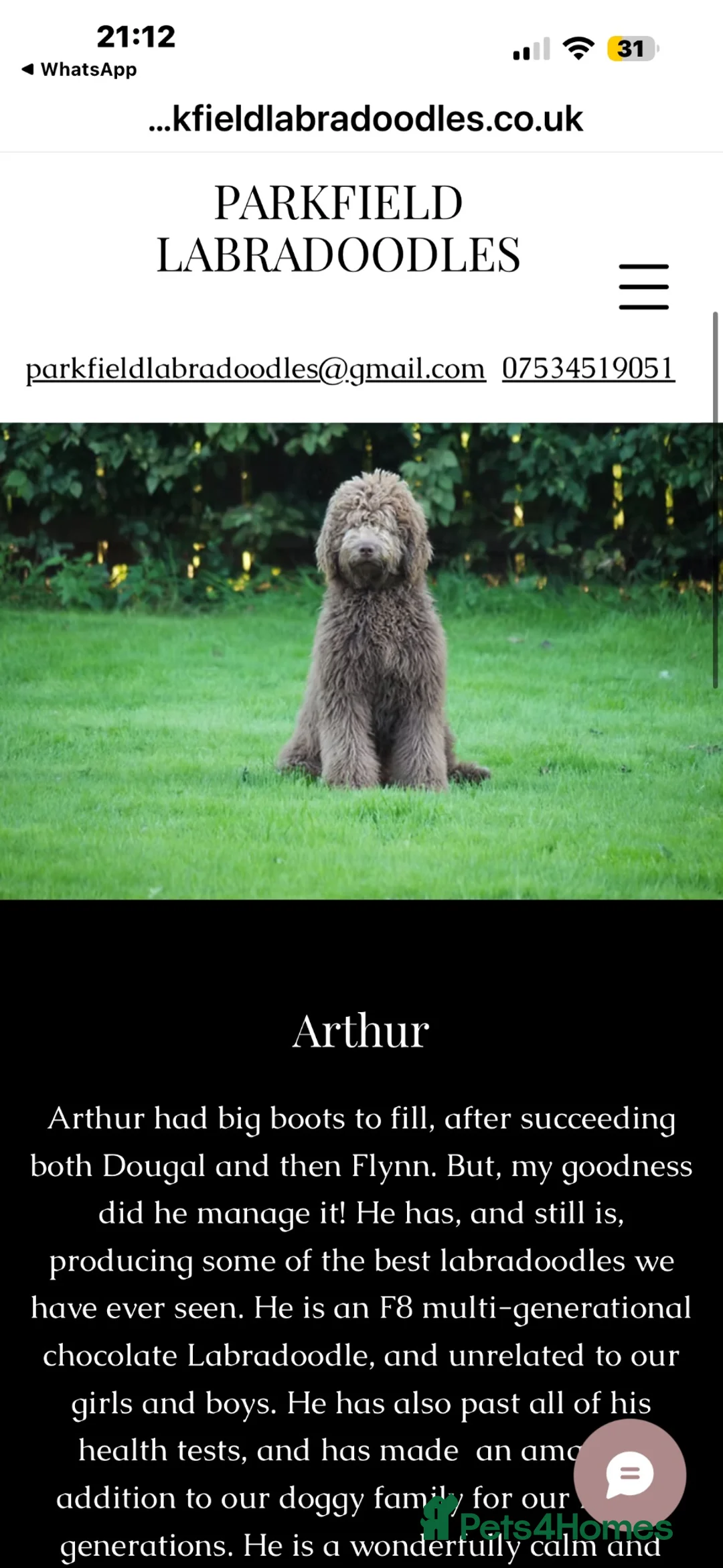 Labradoodle dogs for sale: Beautiful Chunky Chocolate Labradoodles - Advert 2