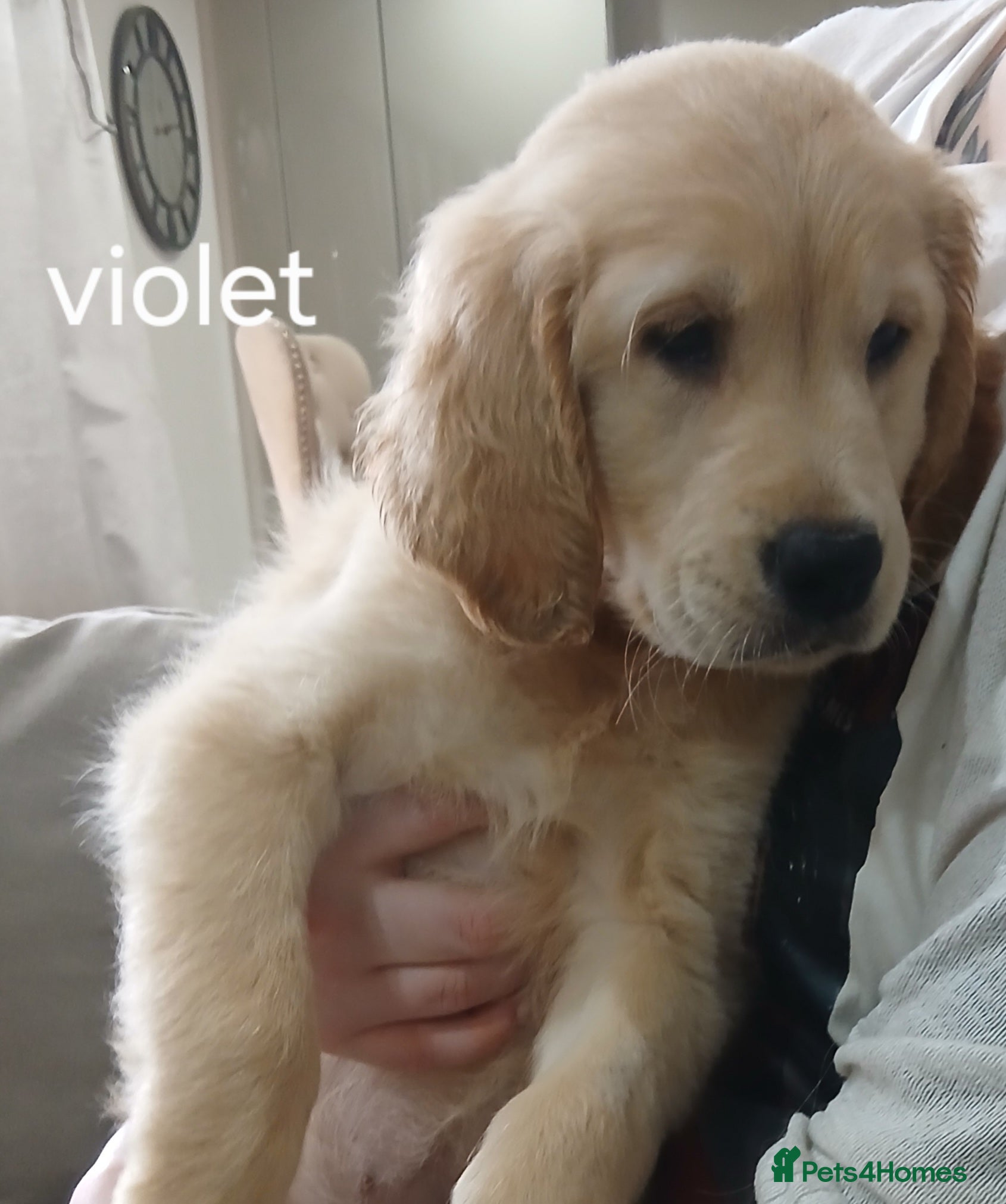 Golden Retriever dogs Ready to leave Chunky KC golden retriever  - Advert 13