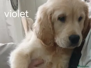 Golden Retriever dogs Ready to leave Chunky KC golden retriever - Advert 13