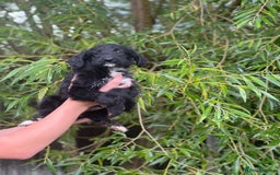 Bordoodle dogs for sale: Collie poodle ready now  - Image 7