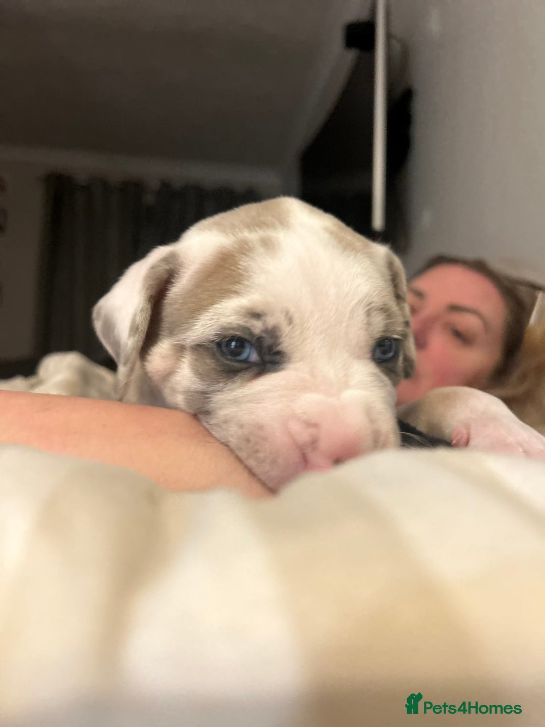 Mixed Breed dogs for sale: Beautiful sable (or blue) harlequin puppy  - Advert 3