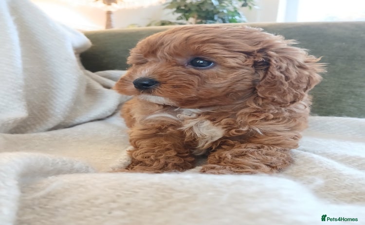 Cavapoo dogs - Advert 8
