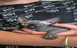 Sphynx cats for sale: Silver elf and black little babies - Image 21