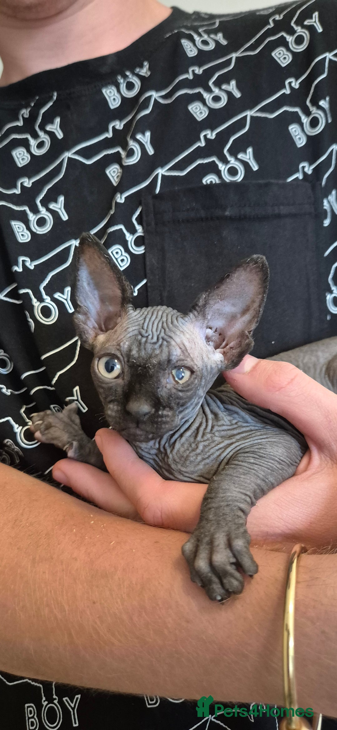 Sphynx cats for sale: Silver elf and black little babies - Image 21