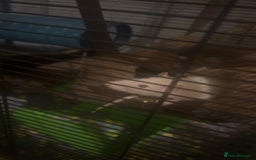 Rat rodents for sale: 2 rats looking for new home  - Image 3
