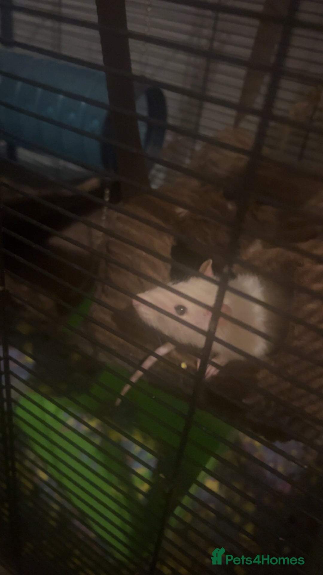 Rat rodents for sale: 2 rats looking for new home  - Image 3