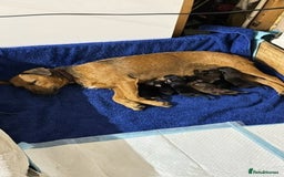 Mixed Breed dogs for sale: Patterdale x cockerpoo puppies - Image 6