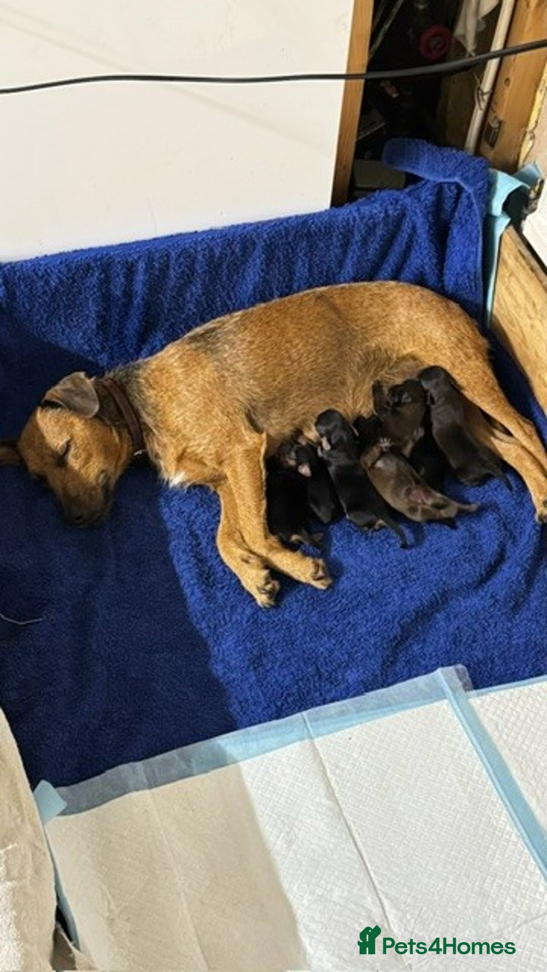 Mixed Breed dogs for sale: Patterdale x cockerpoo puppies - Image 6