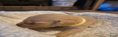 Labrador Retriever 8