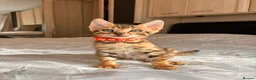 Bengal cats for sale: Stunning Bengal Kittens Ready for Reservation 😍 - Advert 4