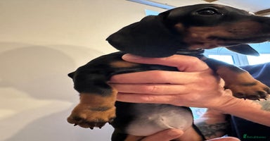 Dachshund dogs 1 beautiful  girl dachshund puppy available  - Advert 4