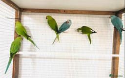 Ringnecks birds for sale: Beautiful coloured ringneck parrots for sale. - Image 7