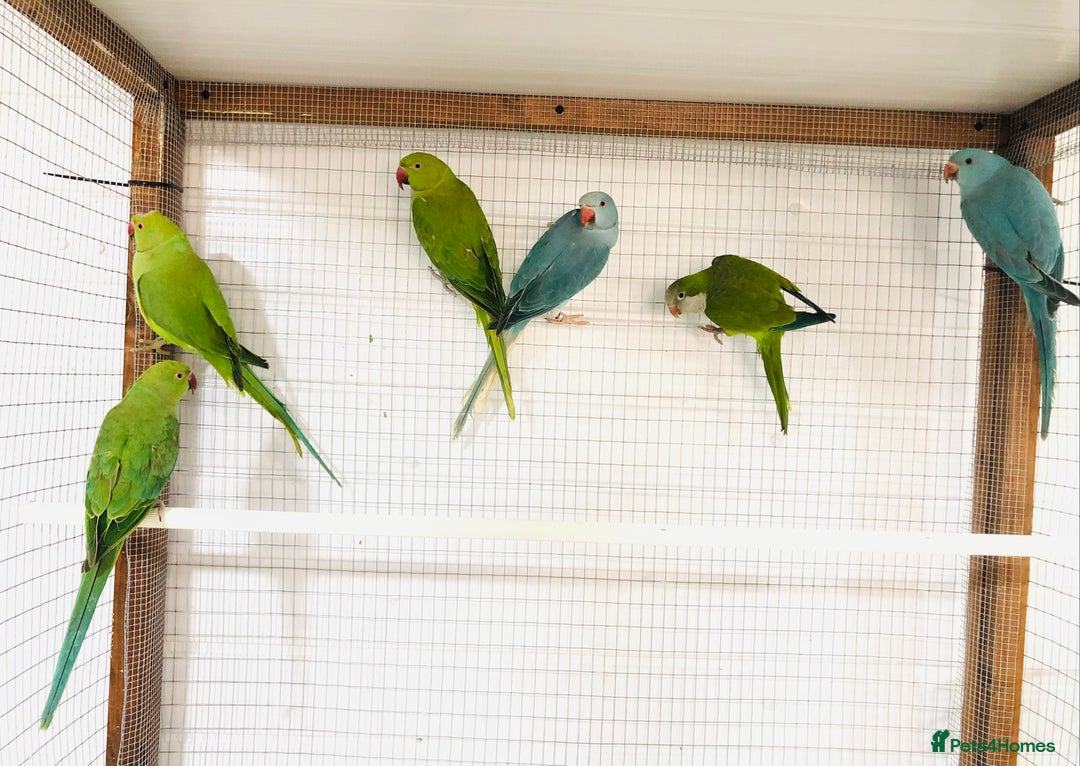 Ringnecks birds for sale: Beautiful coloured ringneck parrots for sale. - Image 7