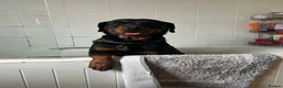 Rottweiler dogs for sale: Beautiful Female Rottweiler for adoption  - Advert 3