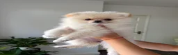 Pomeranian dogs for sale: ❤️Stunning Teddy  Bear Pomeranian girls ❤️ - Advert 11