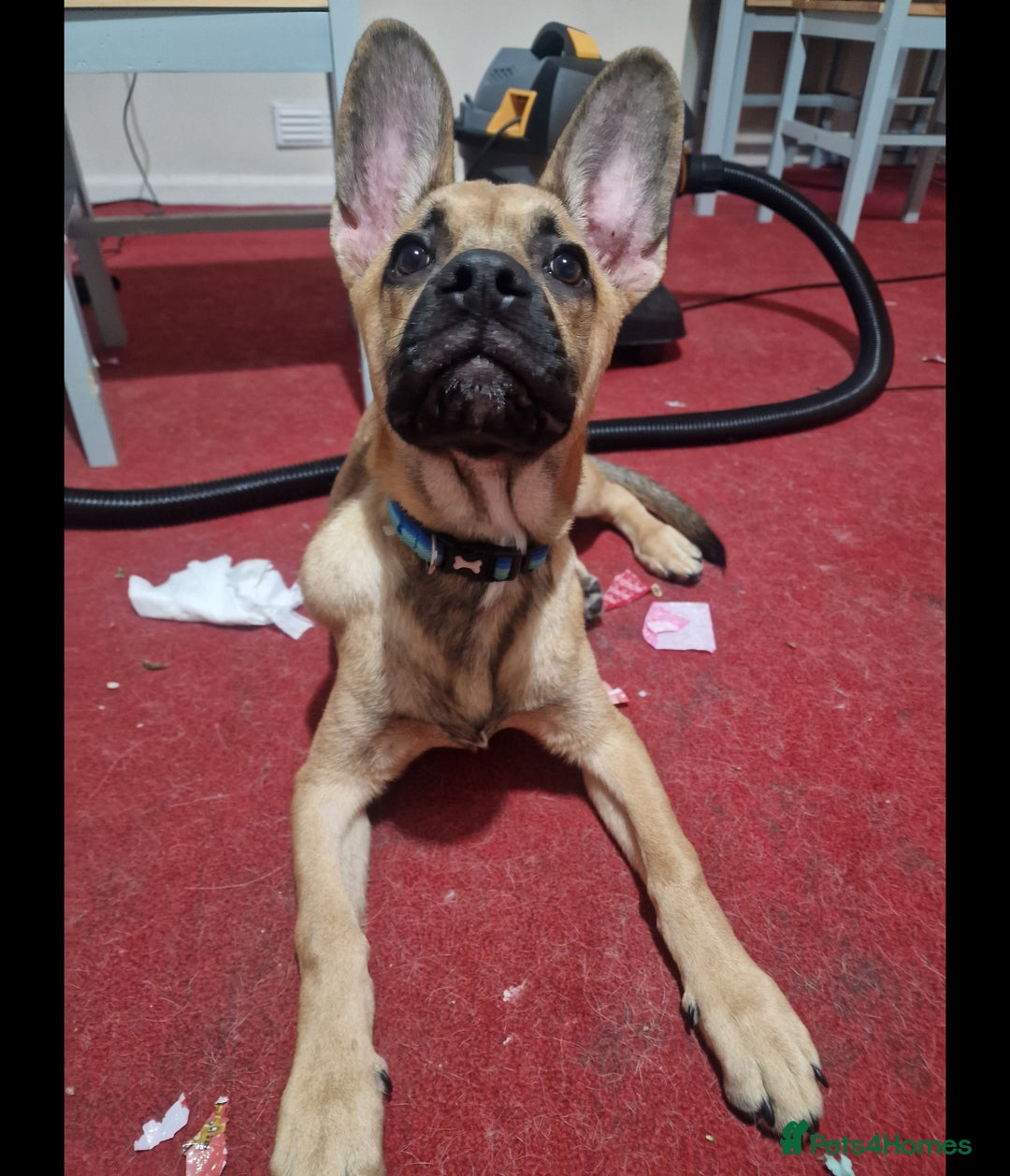 Mixed Breed dogs for sale: 1.5 Yr old male - Image 4