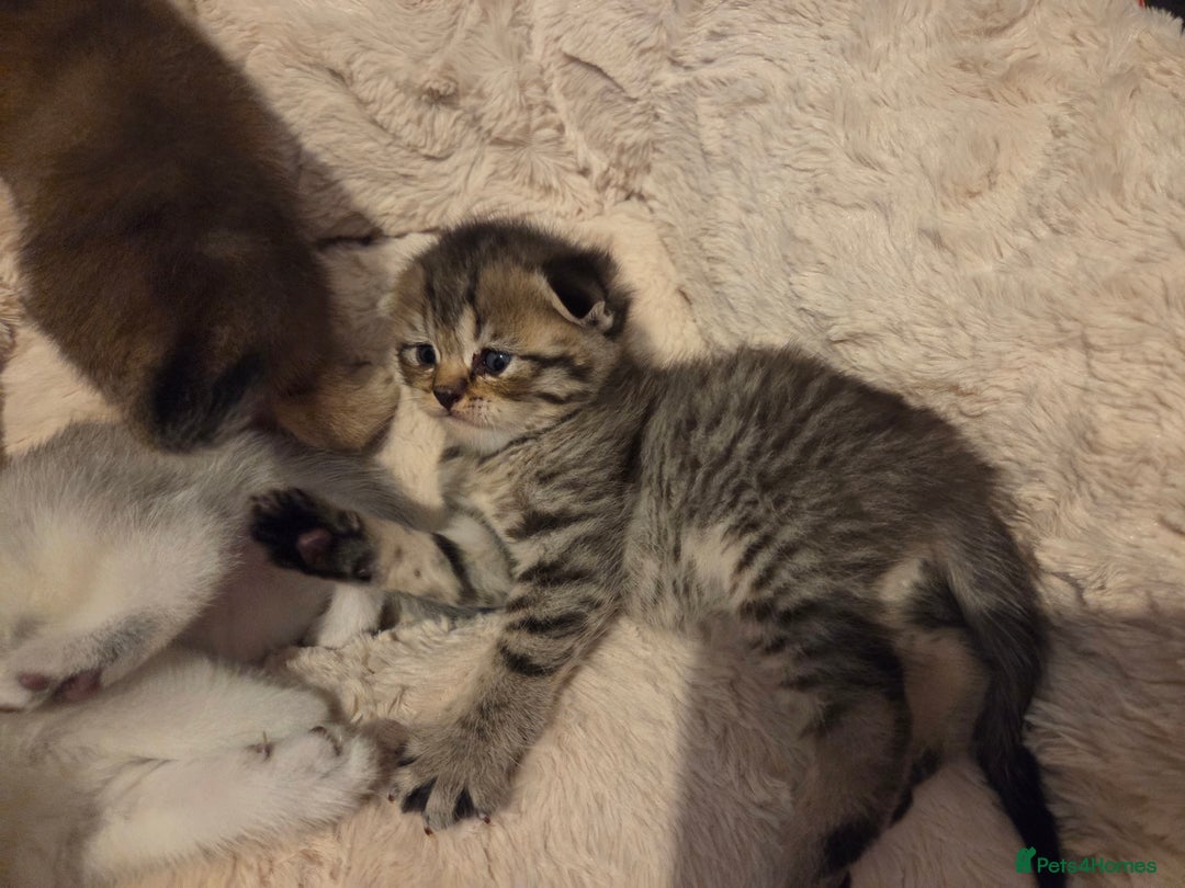 Scottish Fold cats for sale: Scottish folds - Image 14