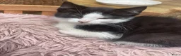 British Longhair cats for sale: Black & White kittens in Northampton - Advert 15