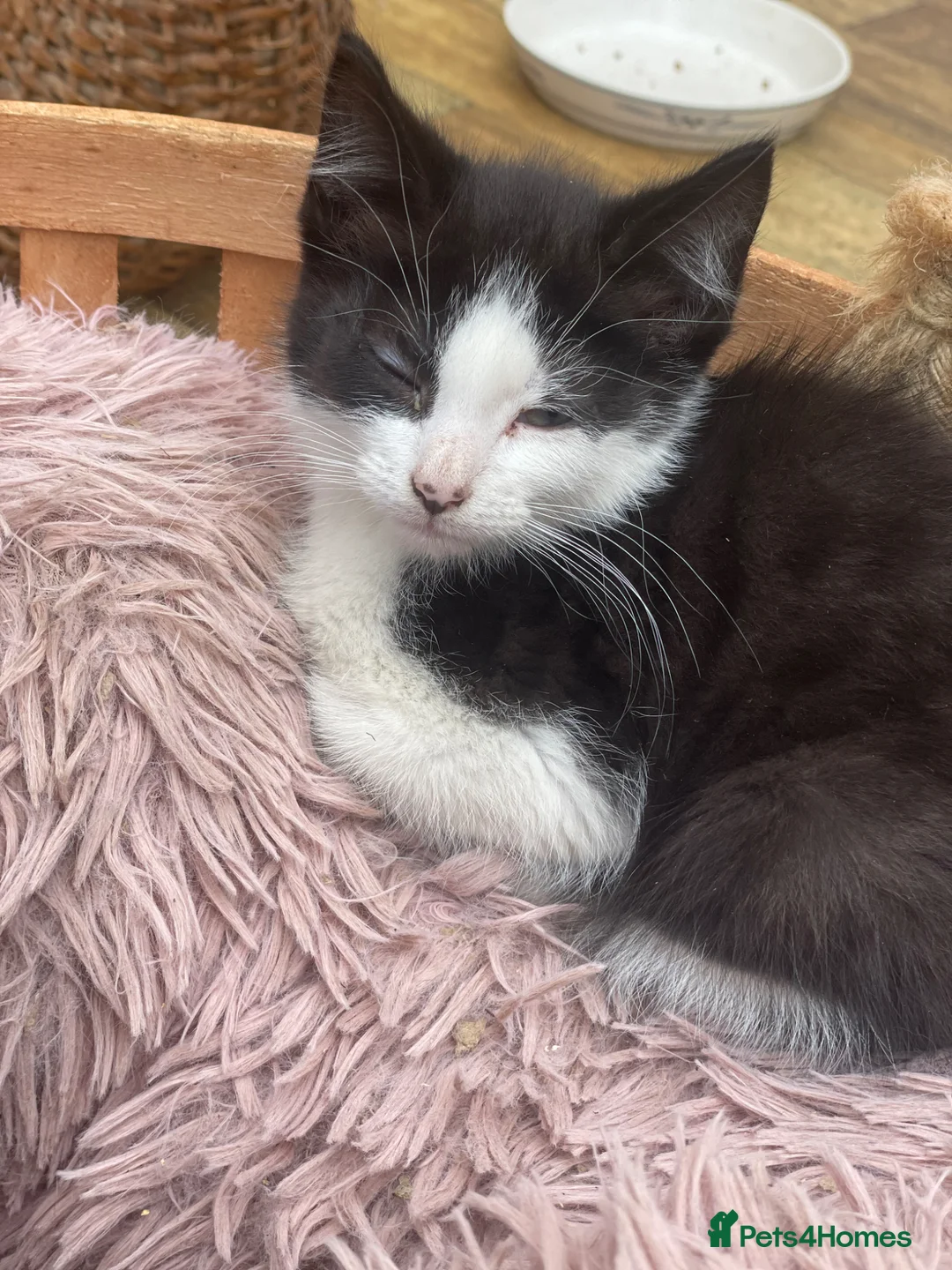 British Longhair cats for sale: Black & White kittens in Northampton - Advert 15
