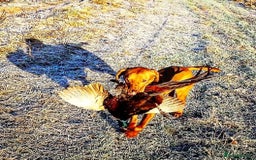 Hungarian Vizsla dogs for sale: Gamekeeper bred KC registered Crufts progeny - Image 7