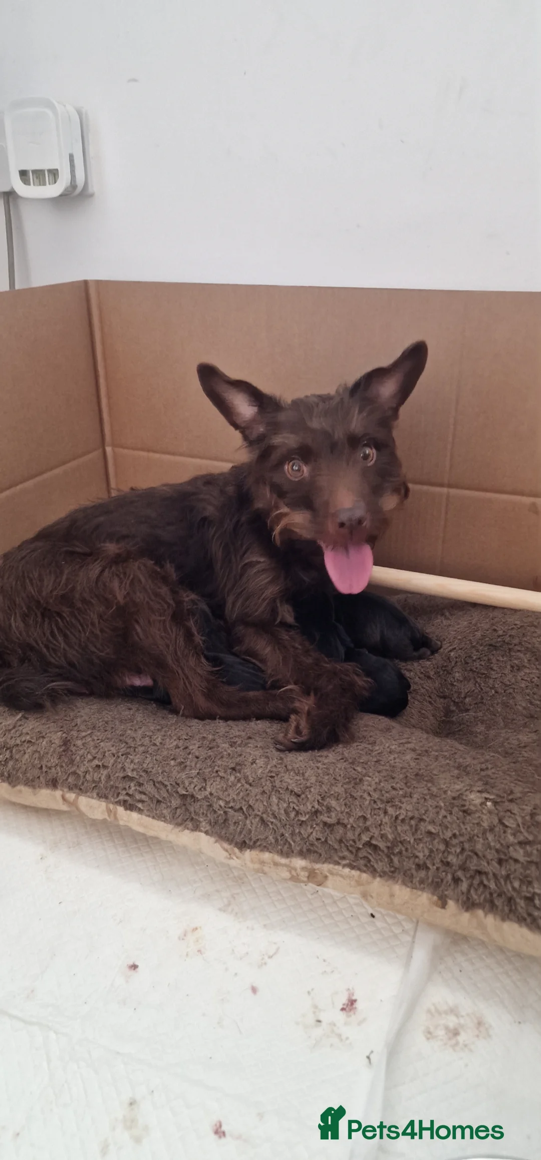 Patterdale Terrier dogs for sale: Patterdale bitch ready to go in Folkestone - Advert 3