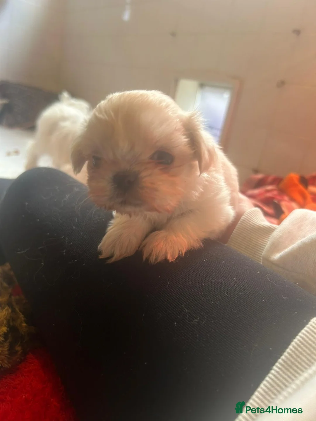 Shih Tzu dogs for sale: Kc stunning tiny pure white girl - Advert 8