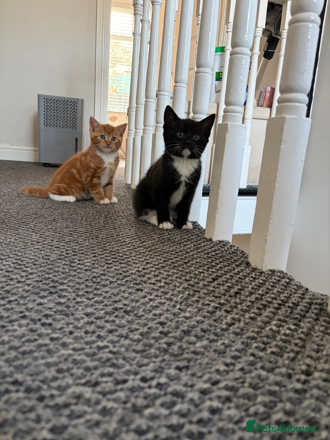Mixed Breed cats for sale: 3 Beautiful Kittens  - Advert 2