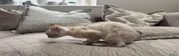 Bengal cats for sale: Stunning TICA Registered Snow Lynx Bengal Kittens - Advert 39
