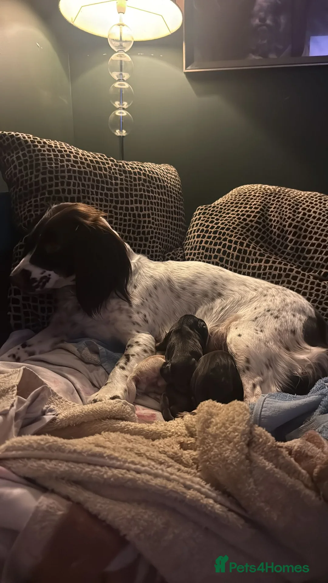 Sprocker dogs for sale: 4x perfect little pup in Polegate - Advert 2