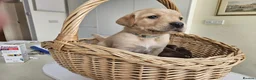 Labrador Retriever dogs for sale: Lovely Fox red and  Yellow Labrador puppies in Ringwood - Advert 9
